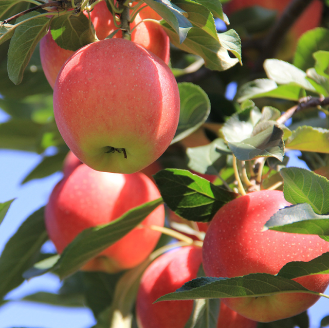 关于内江能种苹果树吗最近新闻的信息